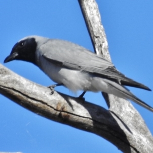 Coracina novaehollandiae at Stromlo, ACT - 15 Oct 2016