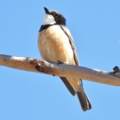 Pachycephala rufiventris (Rufous Whistler) at Stromlo, ACT - 14 Oct 2016 by JohnBundock