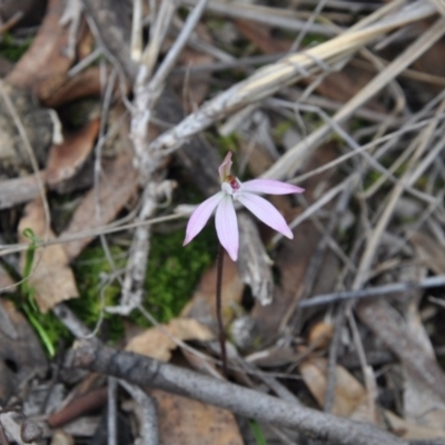 Caladenia fuscata (Dusky Fingers) at Aranda, ACT - 25 Sep 2016 by catherine.gilbert