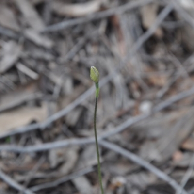 Glossodia major (Wax Lip Orchid) at Aranda, ACT - 25 Sep 2016 by catherine.gilbert