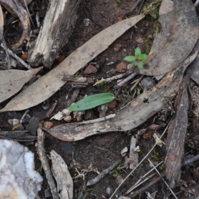 Glossodia major (Wax Lip Orchid) at Aranda, ACT - 25 Sep 2016 by catherine.gilbert