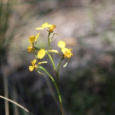 Diuris nigromontana (Black Mountain Leopard Orchid) at Point 83 - 16 Oct 2016 by ibaird