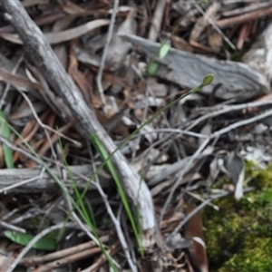 Glossodia major at Point 4010 - suppressed