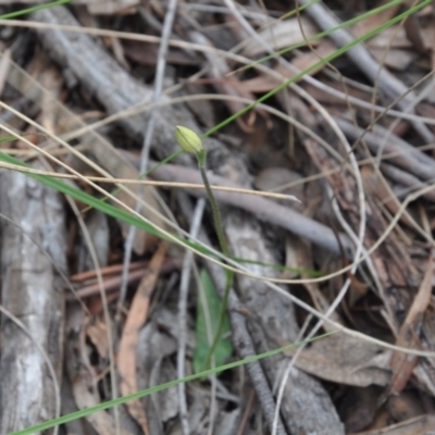 Glossodia major (Wax Lip Orchid) at Aranda, ACT - 25 Sep 2016 by catherine.gilbert