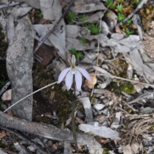 Caladenia fuscata at Point 4010 - suppressed