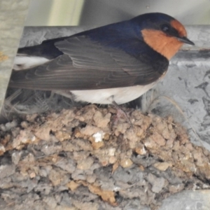 Hirundo neoxena at Kambah, ACT - 8 Oct 2016