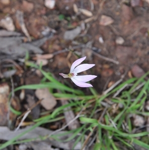 Caladenia fuscata at Point 4010 - suppressed