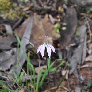 Caladenia fuscata at Point 4010 - suppressed