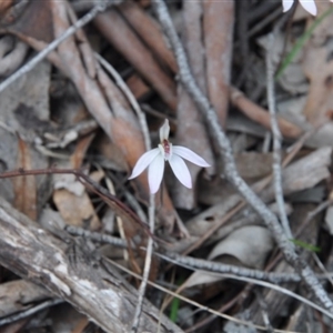 Caladenia sp. at Point 4010 - suppressed