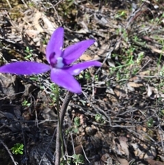 Glossodia major at Undefined Area - suppressed
