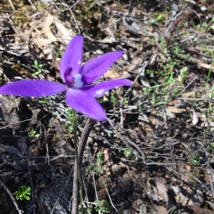 Glossodia major at Undefined Area - suppressed