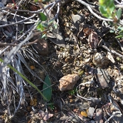 Glossodia major at Undefined Area - suppressed