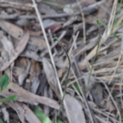 Glossodia major (Wax Lip Orchid) at Aranda, ACT - 25 Sep 2016 by catherine.gilbert