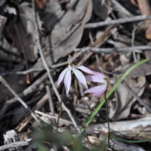 Caladenia fuscata at Point 4010 - suppressed