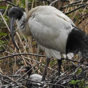 Threskiornis molucca at Paddys River, ACT - 8 Oct 2016