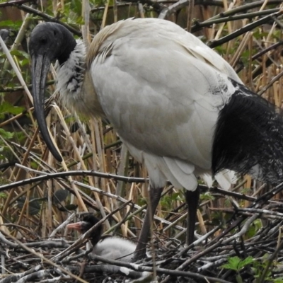 Threskiornis molucca (Australian White Ibis) at Paddys River, ACT - 8 Oct 2016 by JohnBundock