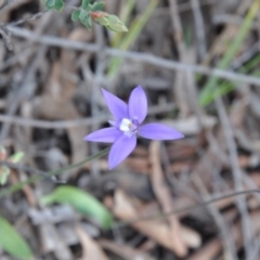 Glossodia major (Wax Lip Orchid) at Aranda, ACT - 25 Sep 2016 by catherine.gilbert