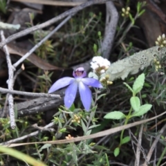 Cyanicula caerulea (Blue Fingers, Blue Fairies) at Aranda, ACT - 25 Sep 2016 by catherine.gilbert