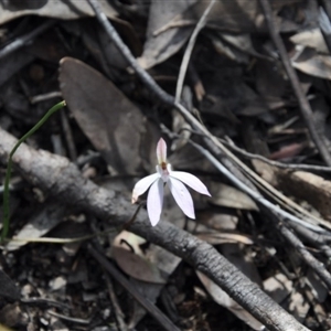 Caladenia fuscata at Point 4010 - suppressed