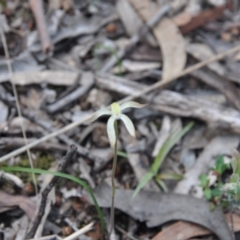 Caladenia ustulata (Brown Caps) at Aranda, ACT - 25 Sep 2016 by catherine.gilbert