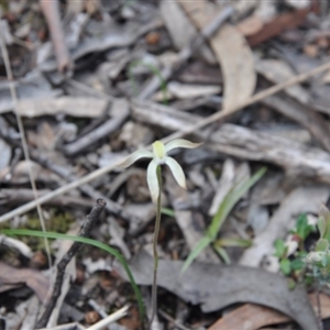 Caladenia ustulata at Point 4010 - suppressed