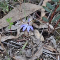 Cyanicula caerulea (Blue Fingers, Blue Fairies) at Aranda, ACT - 25 Sep 2016 by catherine.gilbert