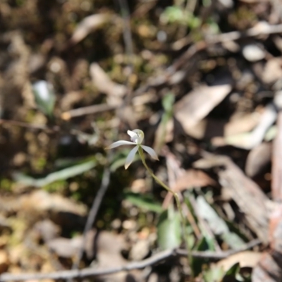Caladenia ustulata (Brown Caps) at Point 83 - 16 Oct 2016 by ibaird