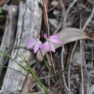 Caladenia fuscata (Dusky Fingers) at Aranda, ACT - 25 Sep 2016 by catherine.gilbert