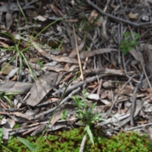 Glossodia major at Point 4010 - suppressed