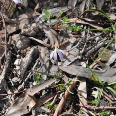 Caladenia fuscata (Dusky Fingers) at Aranda, ACT - 25 Sep 2016 by catherine.gilbert