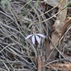 Caladenia fuscata at Point 4010 - suppressed