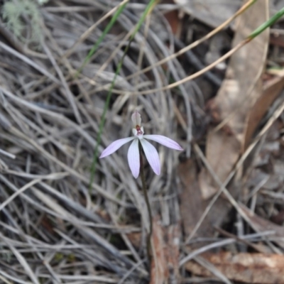 Caladenia fuscata (Dusky Fingers) at Aranda, ACT - 25 Sep 2016 by catherine.gilbert