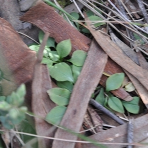 Pterostylis nutans at Point 4010 - suppressed