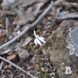 Caladenia fuscata at Point 4010 - suppressed