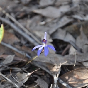 Cyanicula caerulea at Point 4010 - suppressed