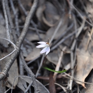 Caladenia fuscata at Point 4010 - suppressed