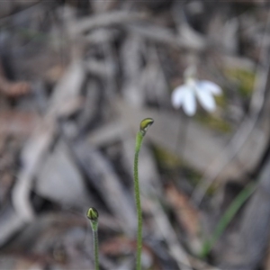 Glossodia major at Point 4010 - suppressed