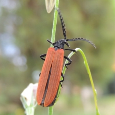 Porrostoma sp. (genus) (Lycid, Net-winged beetle) at Conder, ACT - 20 Oct 2015 by michaelb