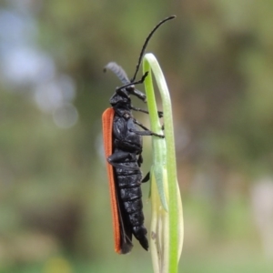 Porrostoma sp. (genus) at Conder, ACT - 21 Oct 2015