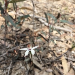Caladenia moschata (Musky Caps) at Point 76 - 16 Oct 2016 by ibaird