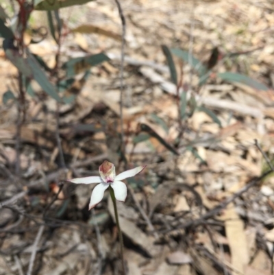 Caladenia moschata (Musky Caps) at Point 76 - 16 Oct 2016 by ibaird