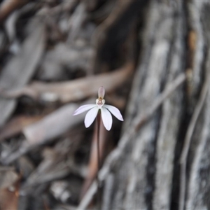 Caladenia fuscata at Point 4010 - suppressed