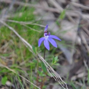 Cyanicula caerulea at Point 4010 - suppressed