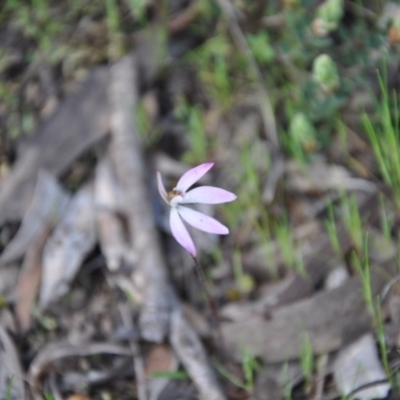 Caladenia fuscata (Dusky Fingers) at Aranda, ACT - 25 Sep 2016 by catherine.gilbert