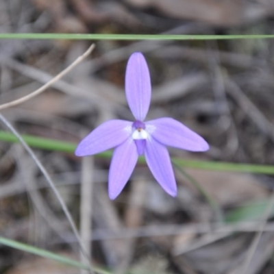 Glossodia major (Wax Lip Orchid) at Aranda, ACT - 25 Sep 2016 by catherine.gilbert