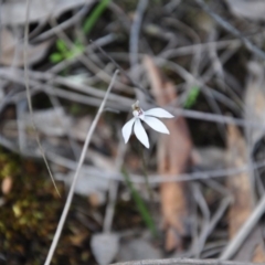 Caladenia fuscata (Dusky Fingers) at Point 4010 - 25 Sep 2016 by catherine.gilbert