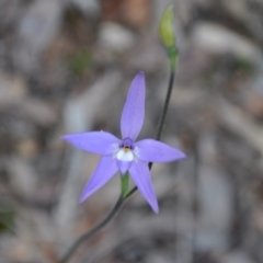 Glossodia major (Wax Lip Orchid) at Aranda, ACT - 25 Sep 2016 by catherine.gilbert