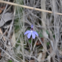 Cyanicula caerulea (Blue Fingers, Blue Fairies) at Aranda, ACT - 25 Sep 2016 by catherine.gilbert