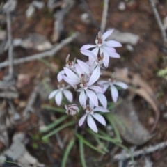 Caladenia fuscata (Dusky Fingers) at Point 4010 - 25 Sep 2016 by catherine.gilbert