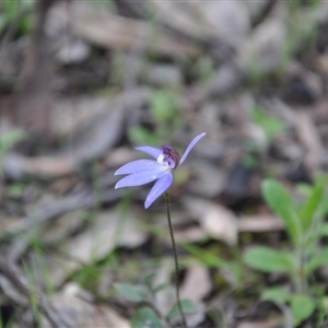 Cyanicula caerulea at Point 4010 - suppressed